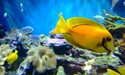 Yellow Fish
